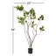 Arbre 4 'Cotinus Coggygria-20583849