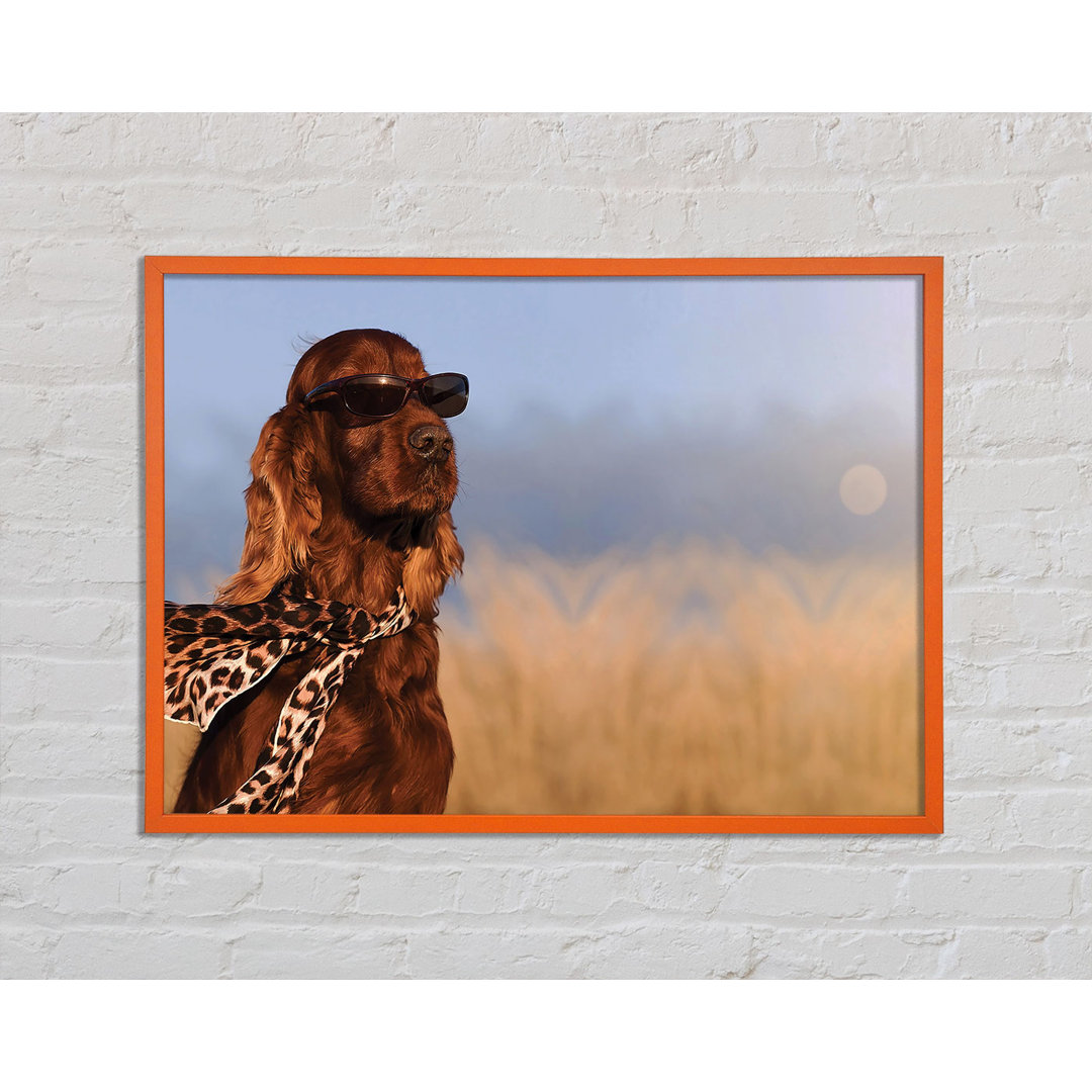 Glamouröser Irish Setter Hund - Einzelner Bilderrahmen Kunstdrucke