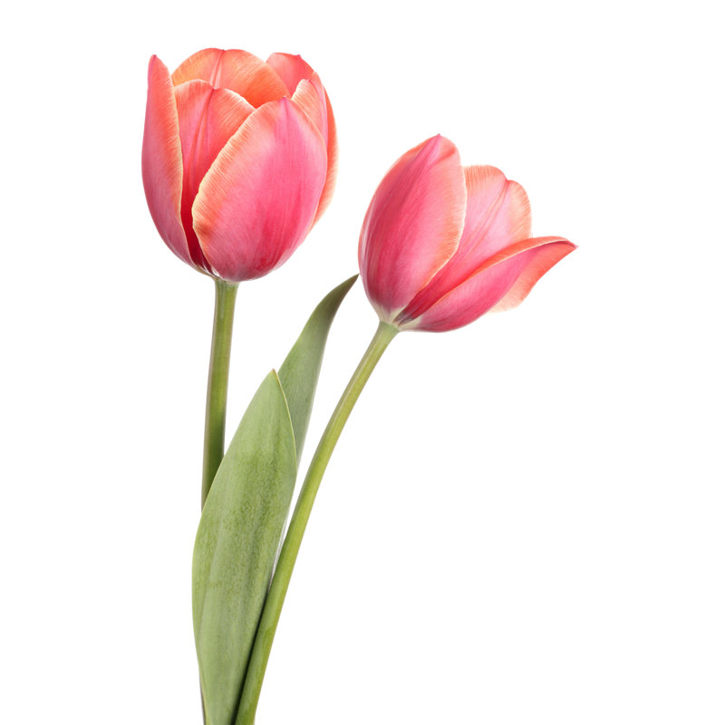 Tulipes - Photographie sur toile tendue, L 12 po x H 18 po