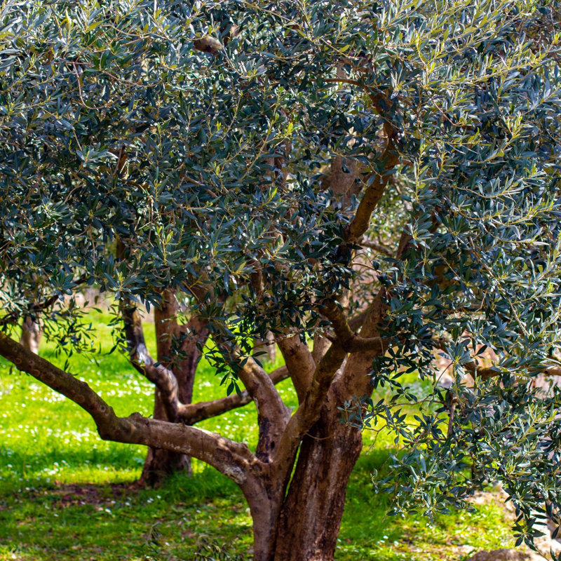 1 gal. Olive Tree