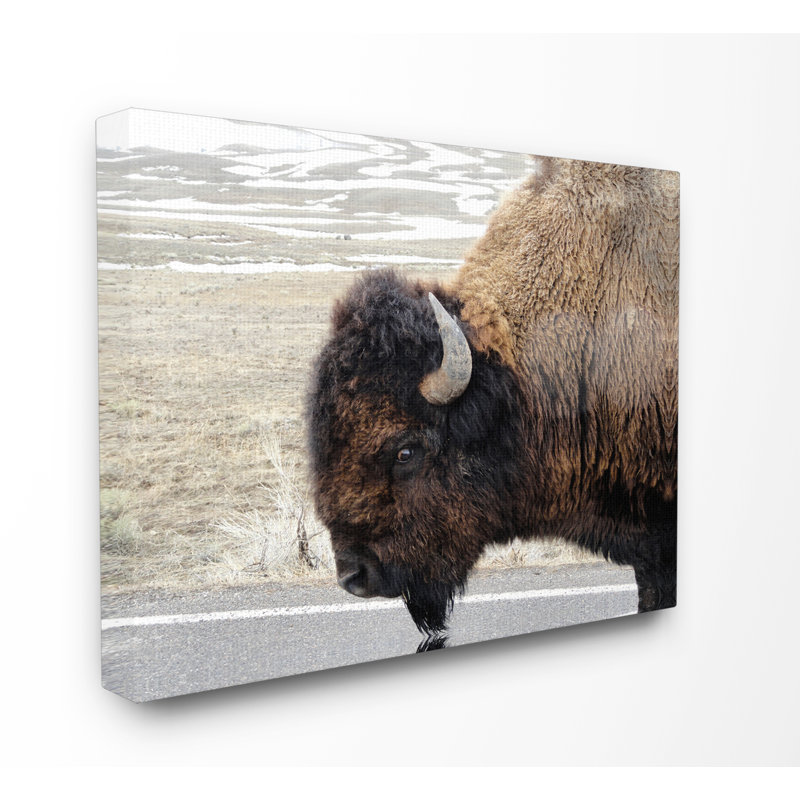«Beautiful Buffalo», reproduction de photo, H 16 po x l 20 po, Toile tendue