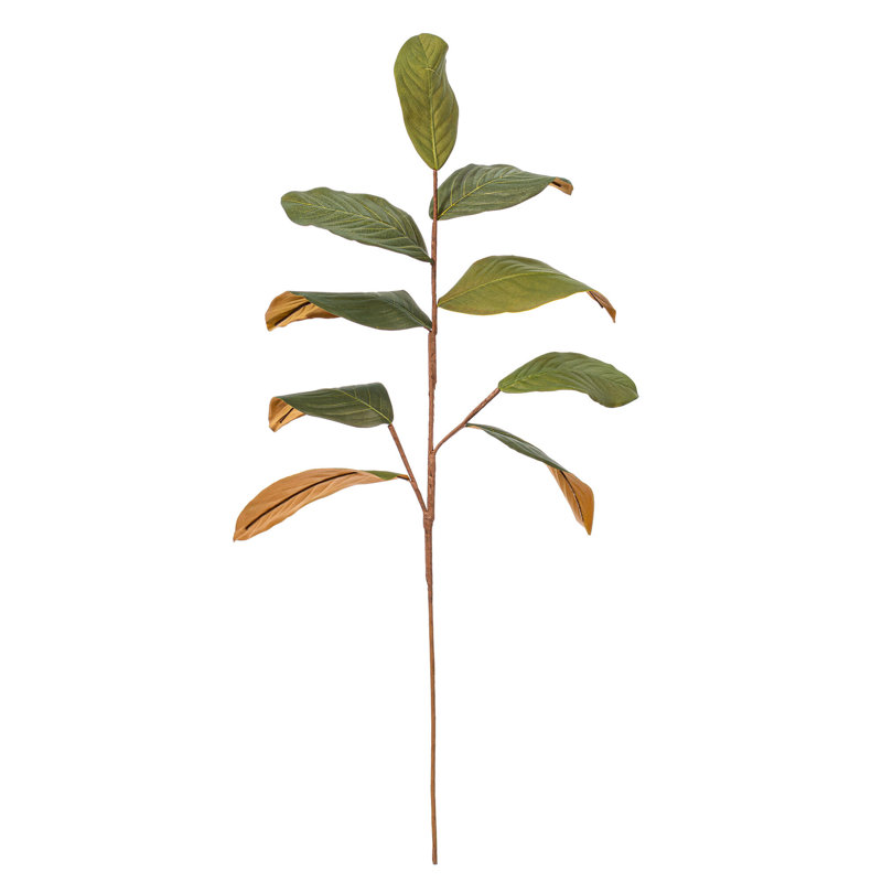 Magnolia
