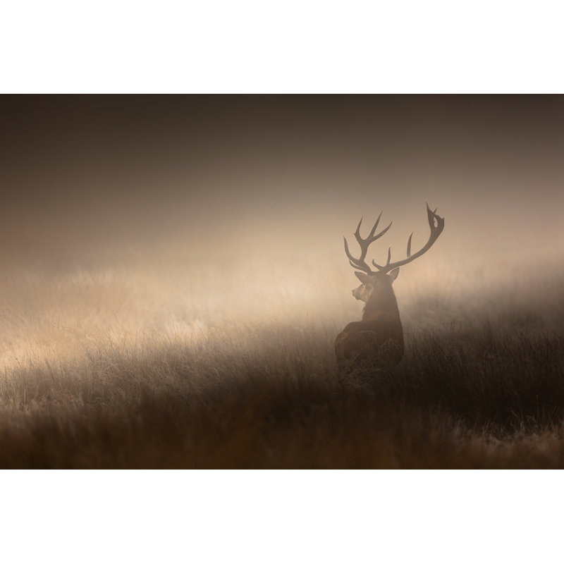 Red Deer by DamianKuzdak - Wrapped Canvas Print, 61cm H x 91cm W x 3.8cm D