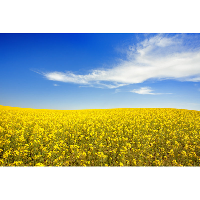 Yellow Field And Sky by Pixelfit - No Frame Art Prints on Canvas, 51cm H x 76cm W