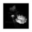 «Peony Mix, B&W» par Magda Indigo, impression sur toile-31920374-73551189-73551190