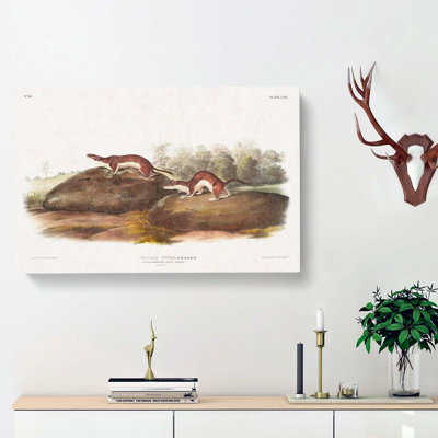 American Brown Weasels - Wrapped Canvas