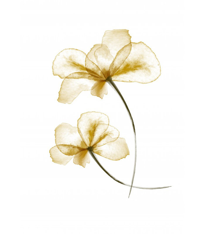 Wrapped Canvas Print, 121.92 cm H x 81.28 cm W