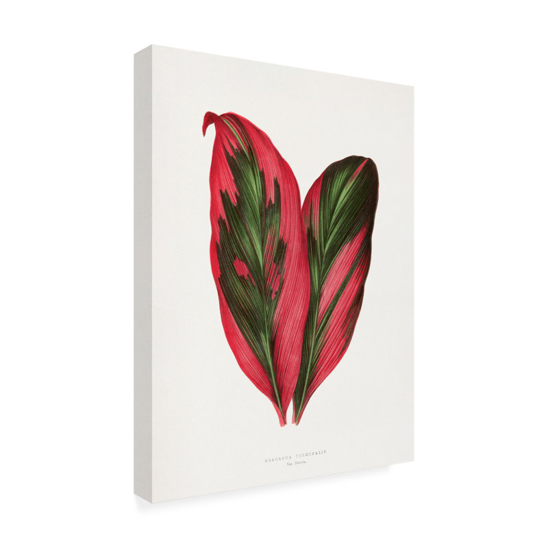 Rouleau de bolognaise, Les Plantes, feuille de Dracaena terminale rose, art sur toile, H 24 po x l 18 po