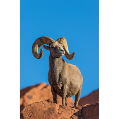Amran " Desert Bighorn Sheep Ram " by Twildlife
