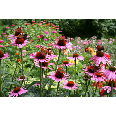 Dixfield Garden by Irku - Wrapped Canvas Print