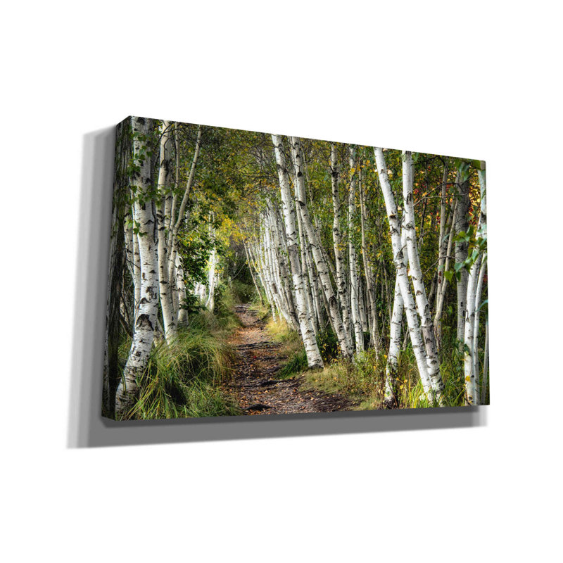 «A Walk Through The Birch Trees» par Danny Head - impression sur toile tendue, H 26 po x l 40 po x P 1,5 po