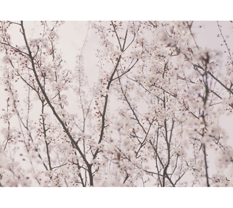 Wrapped Canvas Print, 50.8 cm H x 76.2 cm W