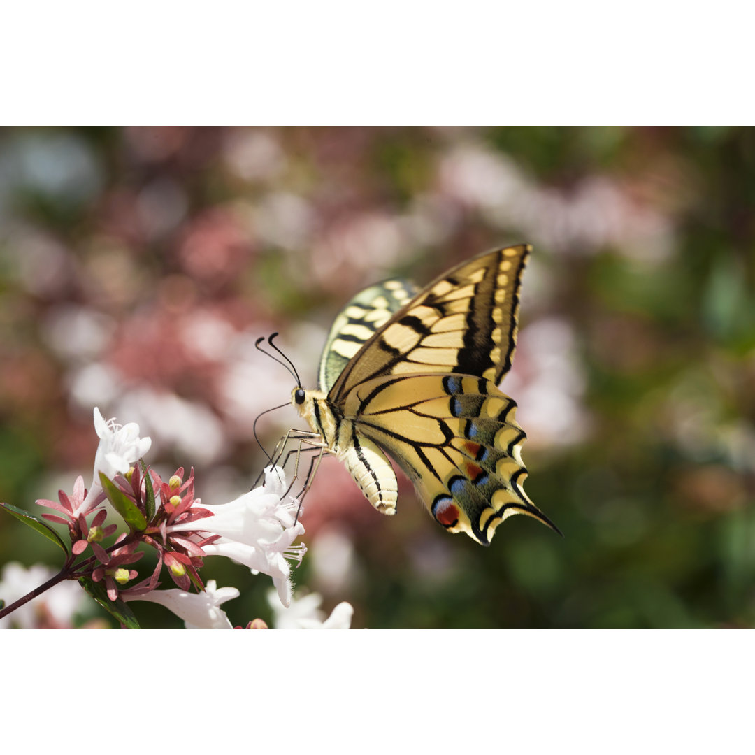 Schmetterling - Fotografie auf Leinwand