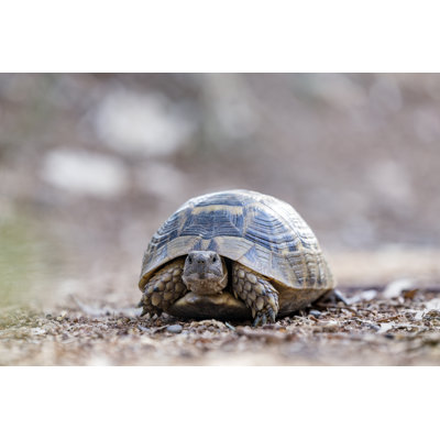 Land Tortoise - Wrapped Canvas Print