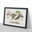 Mockingbird by Mark Catesby - Picture Frame Painting Print-55733464-55733459