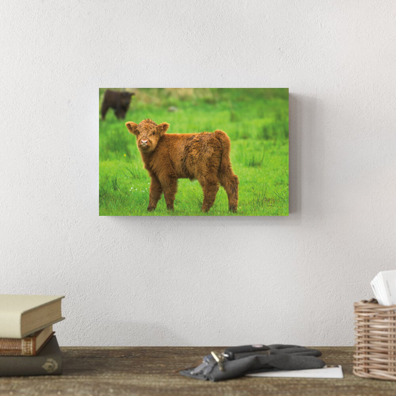 «Scottish Highland Cattle X» par Alan Majchrowicz - reproduction de photo sur toile tendue, H 8 po x l 12 po