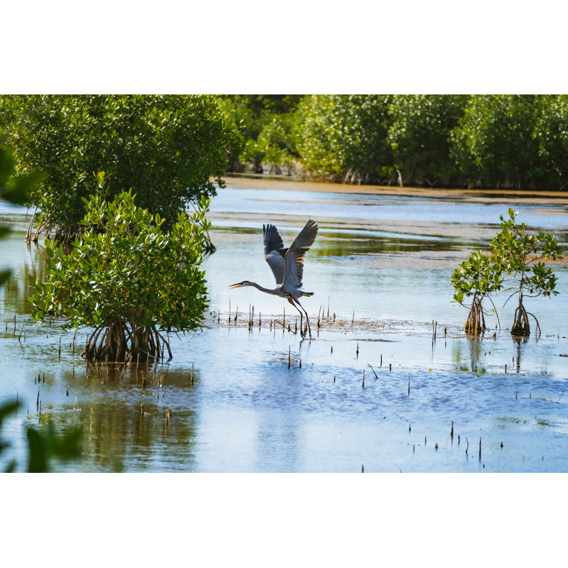 Heron Flying - Wrapped Canvas Print, 61cm H x 91cm W x 3.8cm D