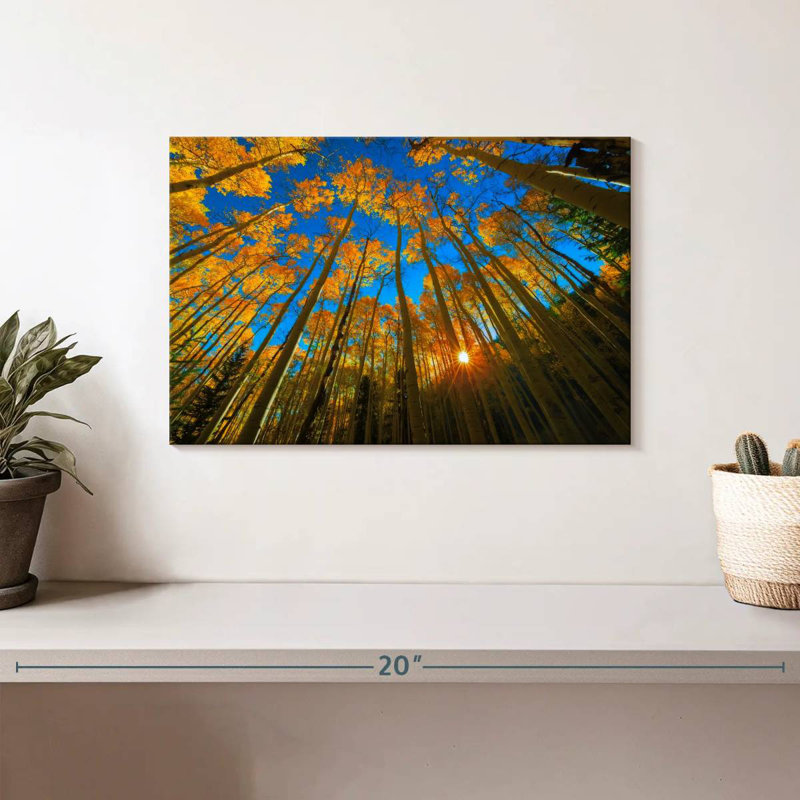 Alvord Birch Forest Sunburst, H 8 po x l 12 po