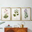 Nature Printed Botanicals V - reproduction sur mesure encadrée de qualité supérieure - 3 pièces-506778563-506778574