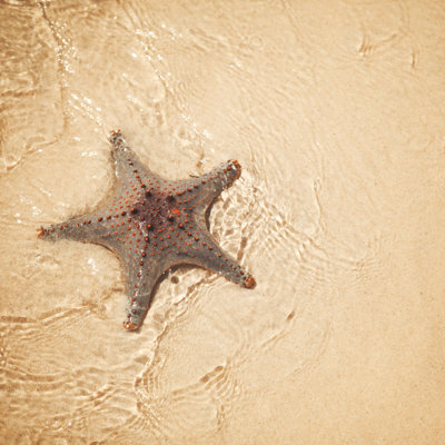 Étoile de mer tropicale - photographie