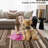 Geometric Machine Washable Rug for Living Room Bedroom Striped Non-Slip Low Pile Rubber Backing Area Rug for Playroom Office Kitchen Dining Room Dorm and Bedside Decor-964995041
