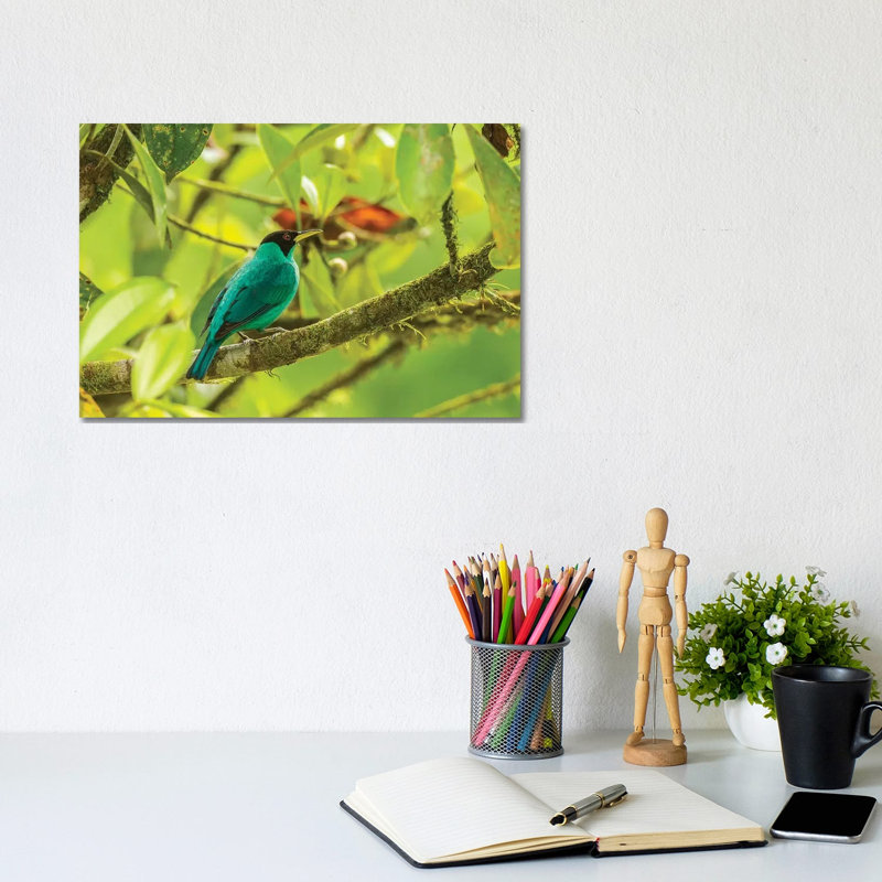 Costa Rica, La Selva Biological Station by Jaynes Gallery - Wrapped Canvas Gallery-Wrapped Canvas Giclée
