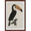 «Quiet Toucan», reproduction d'art encadrée-27007828