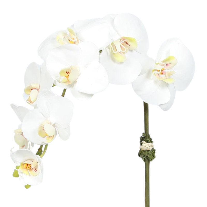 Orchid Arrangement In Square Glass Vase, White