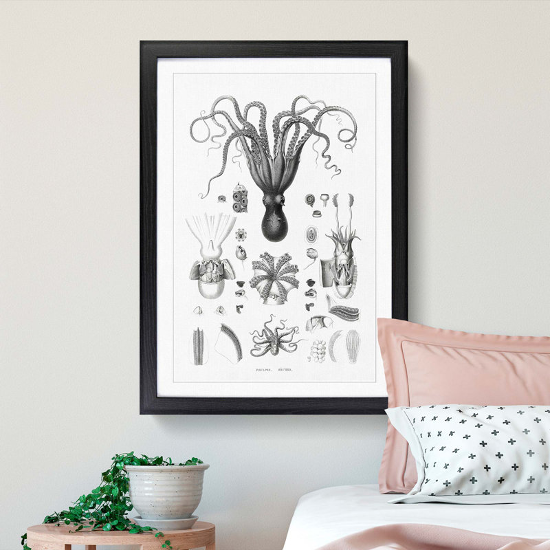 Octopus Illustrations by E.F. Jomard - Picture Frame Drawing Print, Black Framed, 48cm H x 36cm W x 2cm D