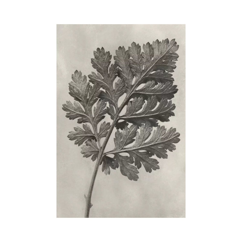 Blossfeldt Botanical III by Karl Blossfeldt - Wrapped Canvas Print, 45.72cm H x 30.48cm W x 1.91cm D