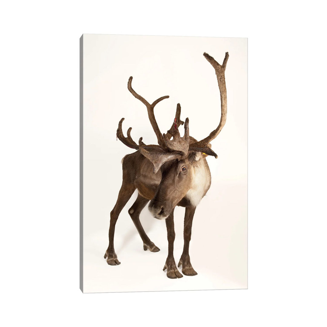 A Federally Endangered Woodland Caribou At New York State Zoo II von Joel Sartore - Gallery-Wrapped Canvas Giclée