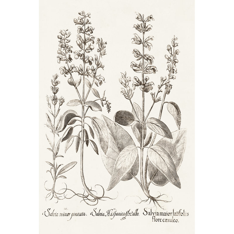 Sepia Besler Botanicals III by Basilius Besler - Wrapped Canvas Painting, 30cm H x 20cm W, Wrapped Canvas