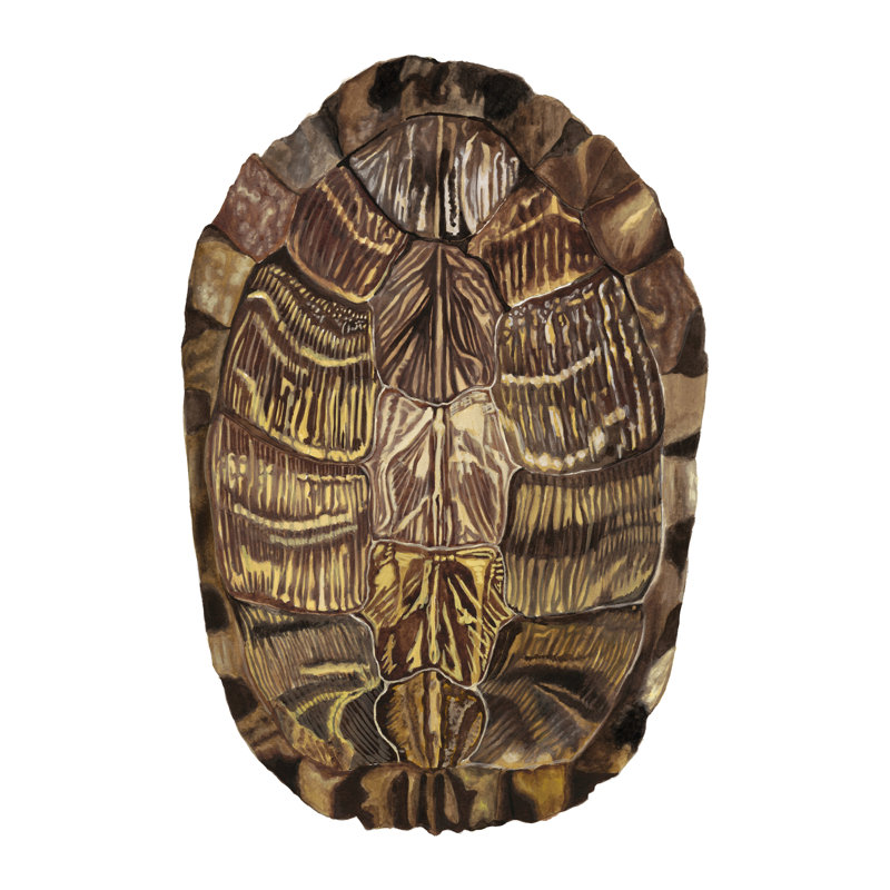 Écaille de tortue - détail I, H 48 po x l 32 po x P 1 po