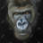 Gorilla Face - Office Animals Framed Canvas for Home Decor