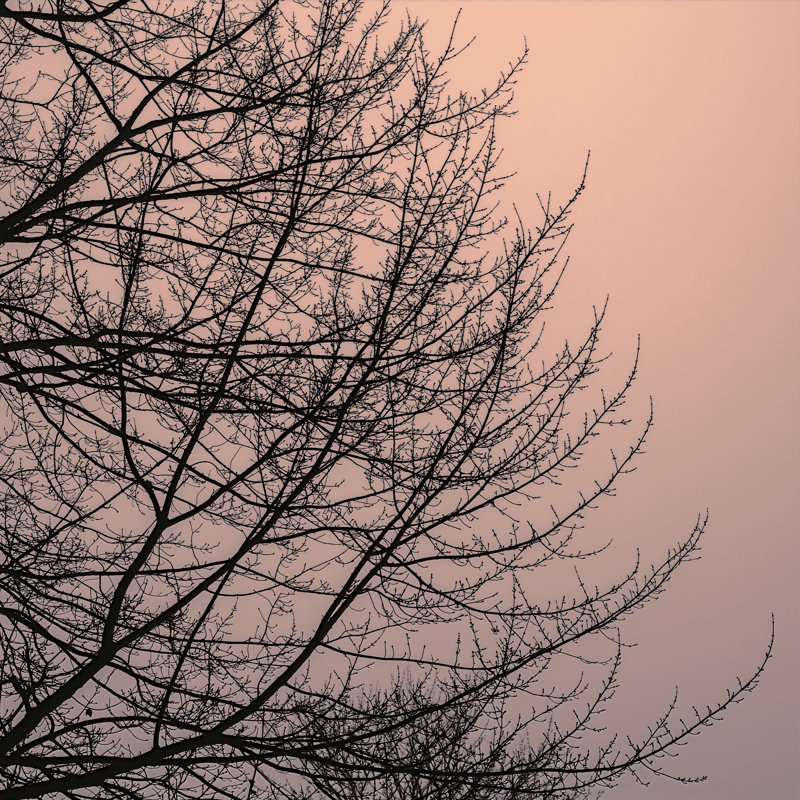 Tree Silhouette II Black On Pink by David Pollard - Wrapped Canvas Art Prints, 76cm H x 76cm W