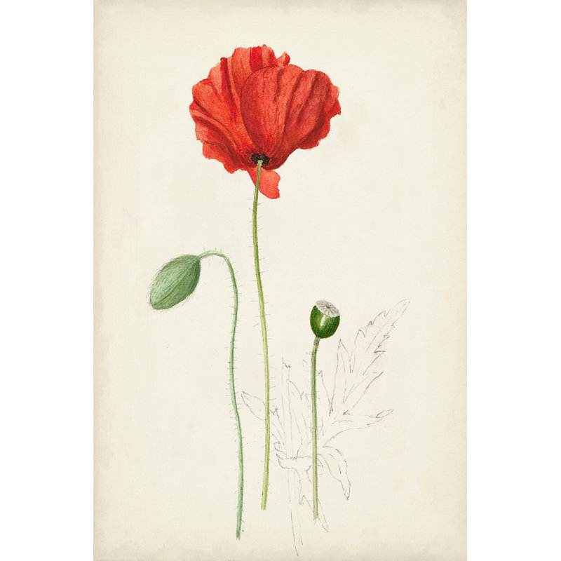 Botanical Sketches IX - Graphic Art Print, 122 cm H x 81 cm W, Wrapped Canvas