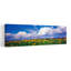 Champ de tournesols, Rudesheim, Allemagne-1134292968
