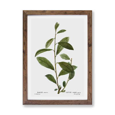Willow Tree Branch by Pierre-Joseph Redoute - Single Picture Frame Painting