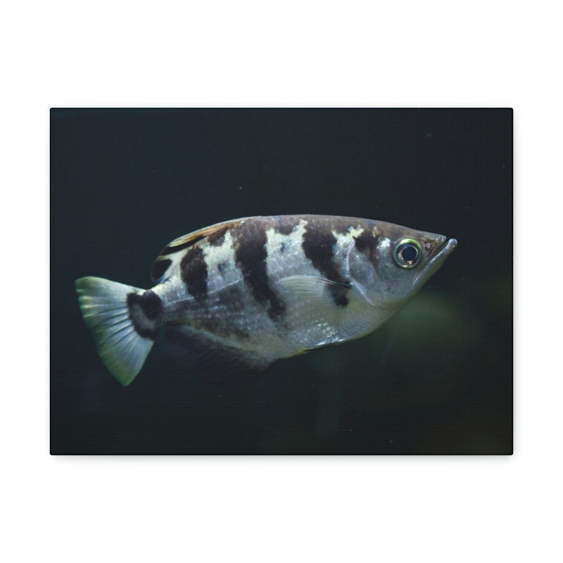 No Frame Print on Canvas, 12cm H x 18cm W