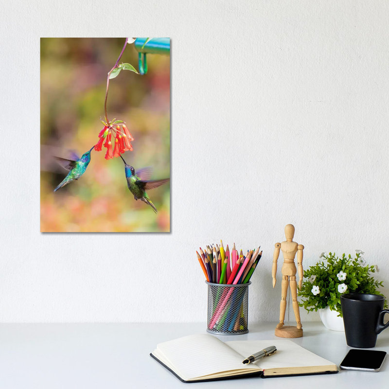 Central America, Costa Rica. Male hummingbirds feeding. 1 Piece Wrapped Canvas Wall Art, 30.48cm H x 20.32cm W
