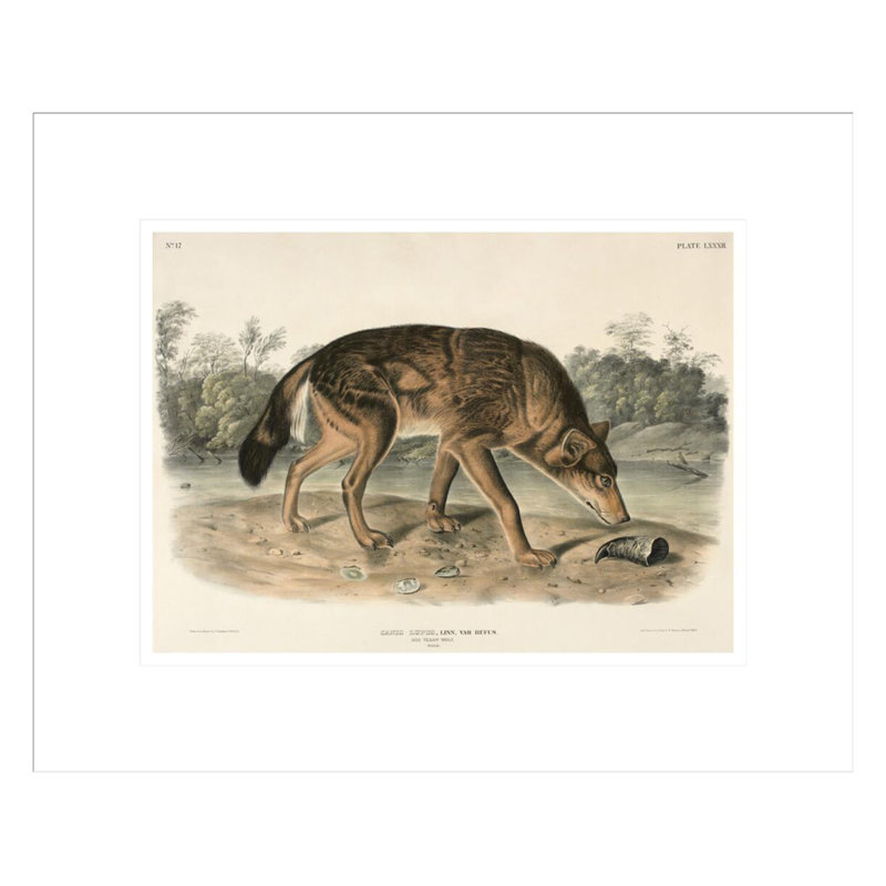 Red Texas Wolf (Canis Lupus) par John James Audubon, impression giclée encadrée, H 13,72 po x l 16,75 po