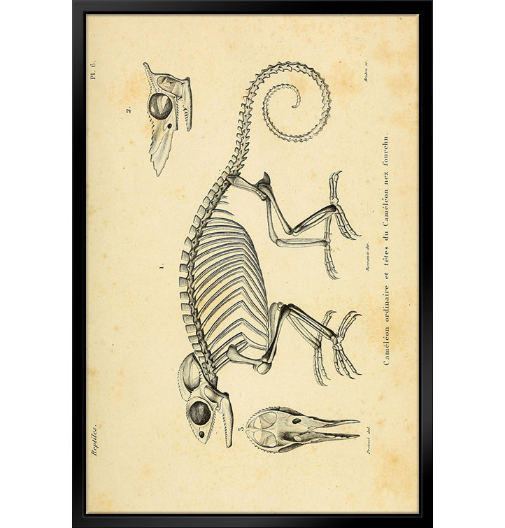 ATX Art Group LLC Chameleon Skeleton System Framed On Canvas by Stanley ...