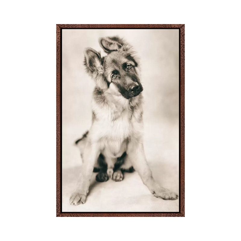 Carlos by Rachael Hale - Print on Canvas, 66.04 cm H x 45.72 cm W, Classic Brown Wood Framed