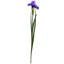 Iris Stem - 24.5 Inches Set Of 12