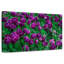 Tulipes violettes