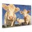 Three Dairy Cows - Wrapped Canvas-56644976