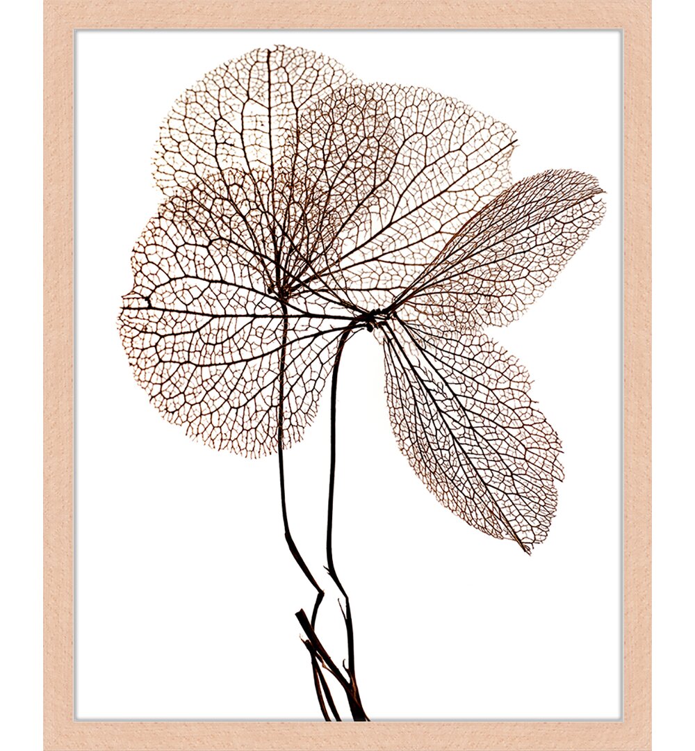 Dry Plant - Bilderrahmen Graphic Art Print auf Papier