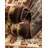 Rosaria Oriental Brown Area Rug-1675082687