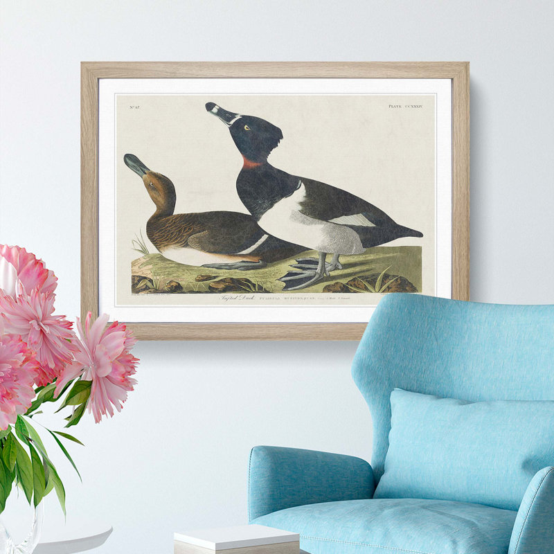 Ring-Necked Ducks by John Audubon - Picture Frame Painting Print, 27cm H x 36cm W x 2cm D, Oak Framed