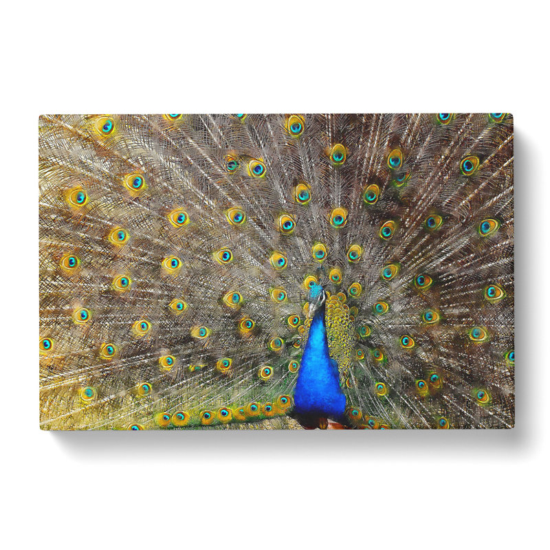 Peacock Vol.1 - Wrapped Canvas, 40cm H x 60cm W x 3cm D